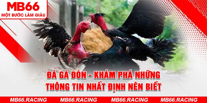 Đá Gà Đòn - Khám Phá Những Thông Tin Nhất Định Nên Biết