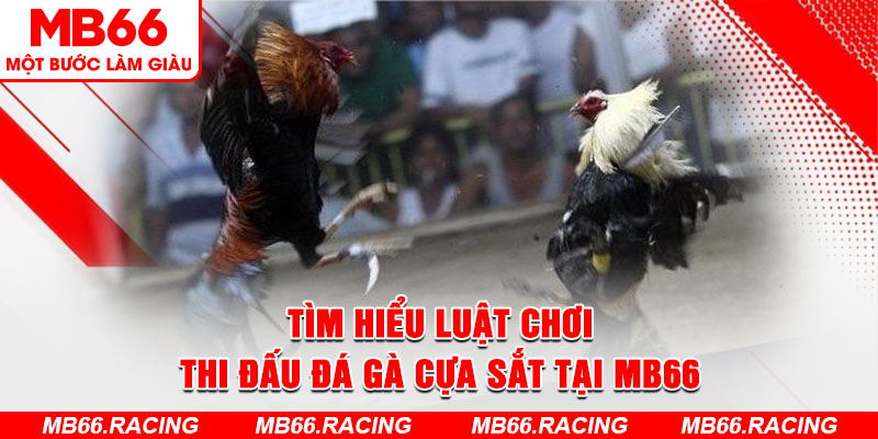 Tìm hiểu luật chơi thi đấu đá gà cựa sắt tại MB66