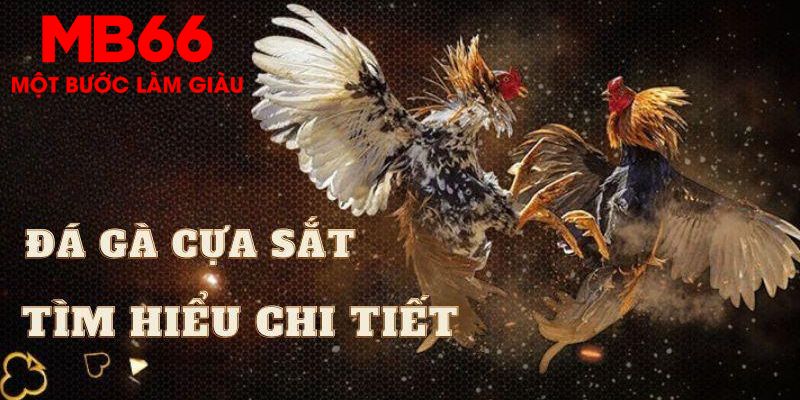 Thông tin chung liên quan đến hình thức đá gà cựa sắt